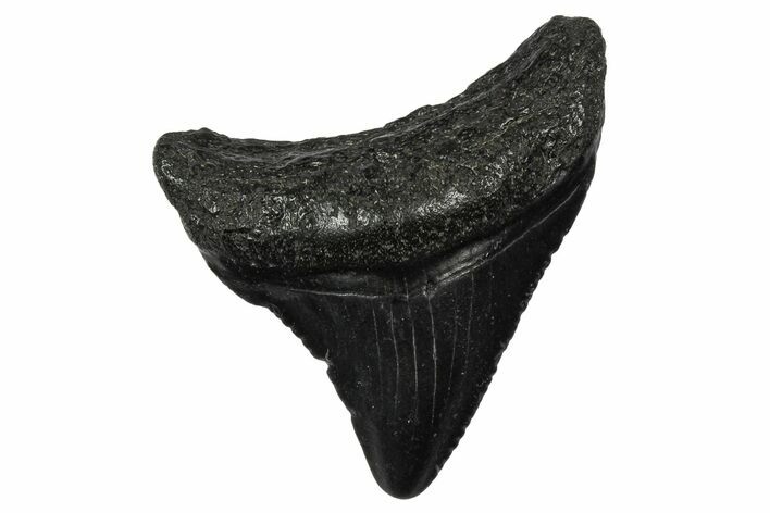Serrated, Juvenile Megalodon Tooth - South Carolina #340529